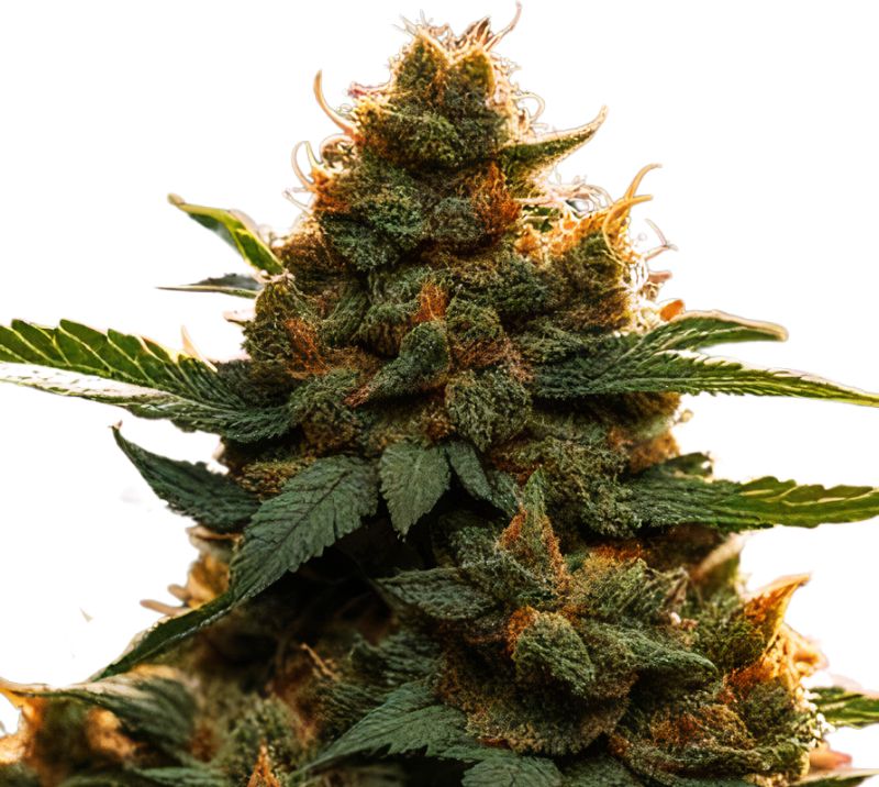 Americano cannabis seeds packaging — Royal King Seeds Australia