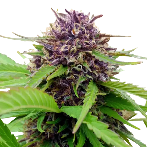 Amethyst cannabis seeds packaging — Royal King Seeds Australia