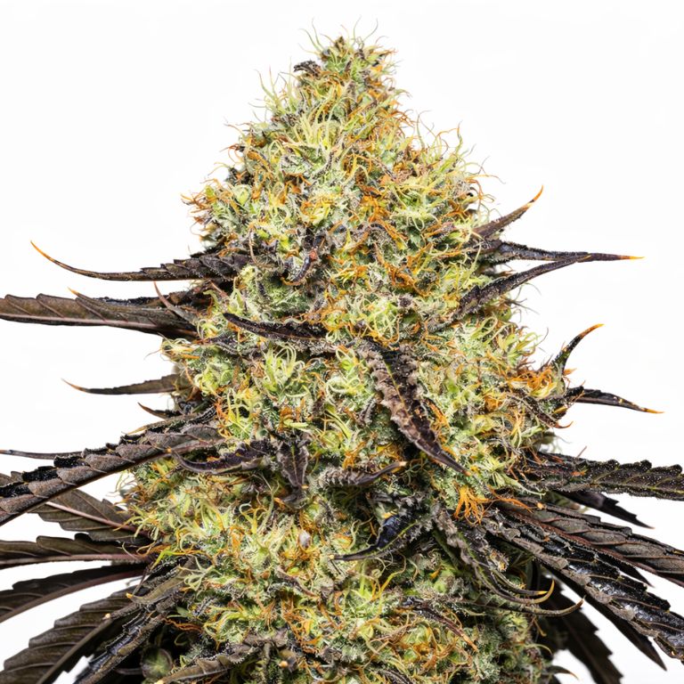 Amherst Diesel Feminized