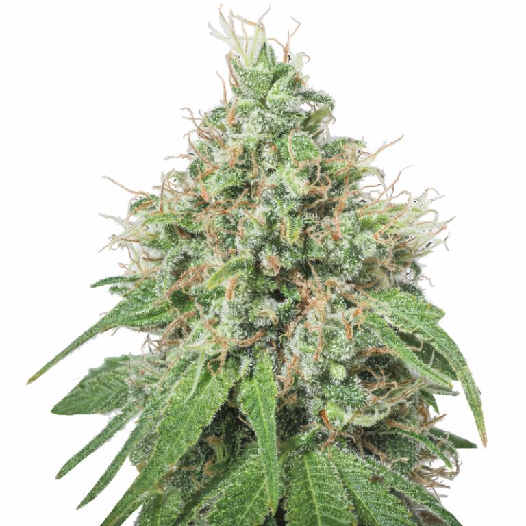 Amnesia cannabis seeds packaging — Royal King Seeds Australia