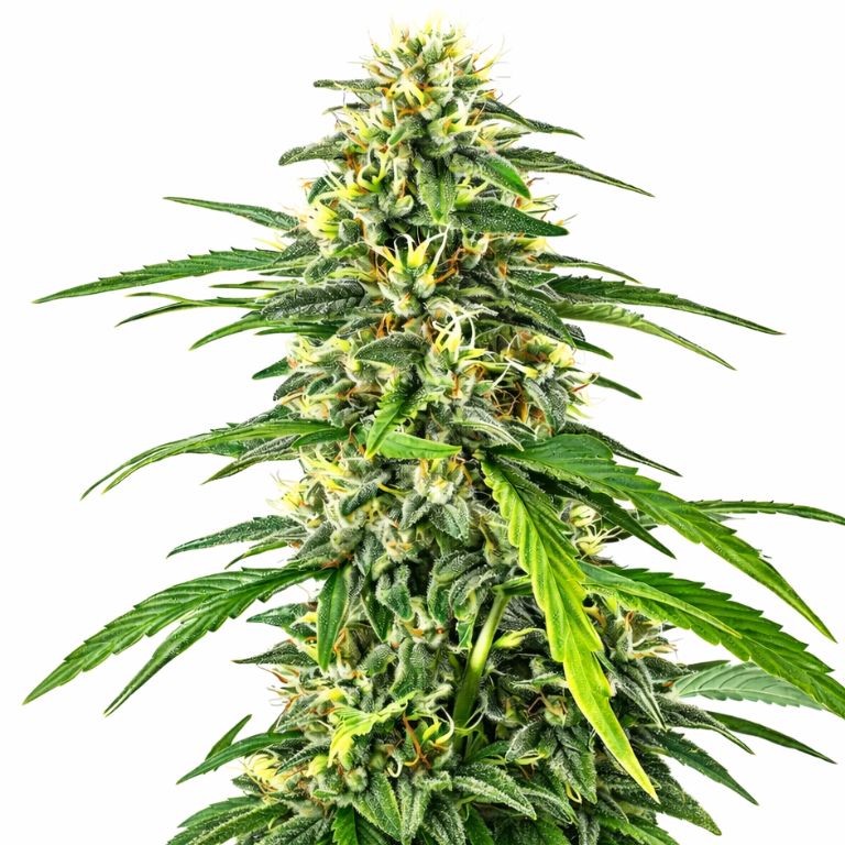 Amnesia Haze cannabis seeds packaging — Royal King Seeds Australia