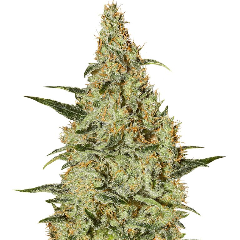Amsterdam cannabis seeds packaging — Royal King Seeds Australia