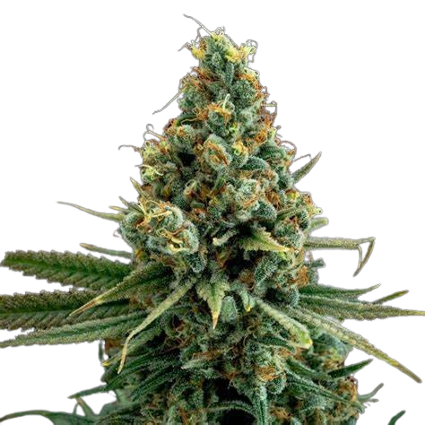 Ancient Kush cannabis seeds packaging — Royal King Seeds Australia