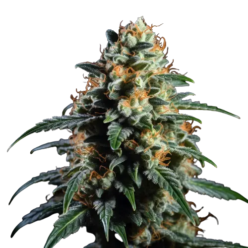 Ancient OG cannabis seeds packaging — Royal King Seeds Australia