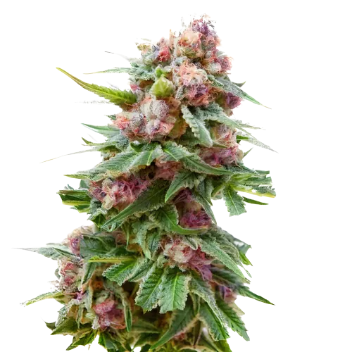 Anesthesia cannabis seeds packaging — Royal King Seeds Australia