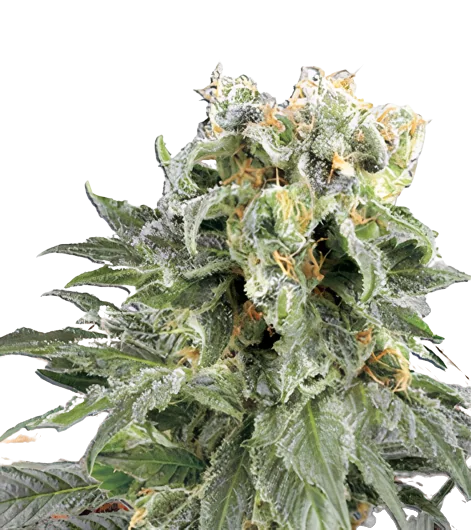 Angel OG cannabis seeds packaging — Royal King Seeds Australia