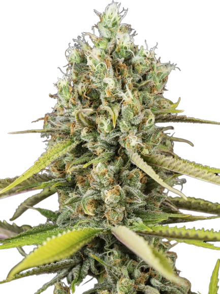 Animal Cookies Feminized
