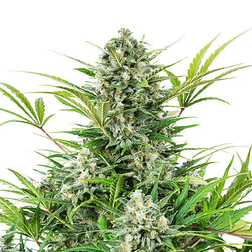 Anonymous OG cannabis seeds packaging — Royal King Seeds Australia