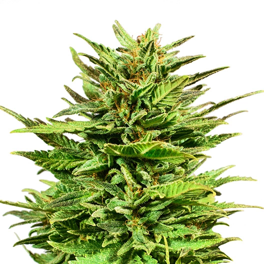 Ape Shit cannabis seeds packaging — Royal King Seeds Australia