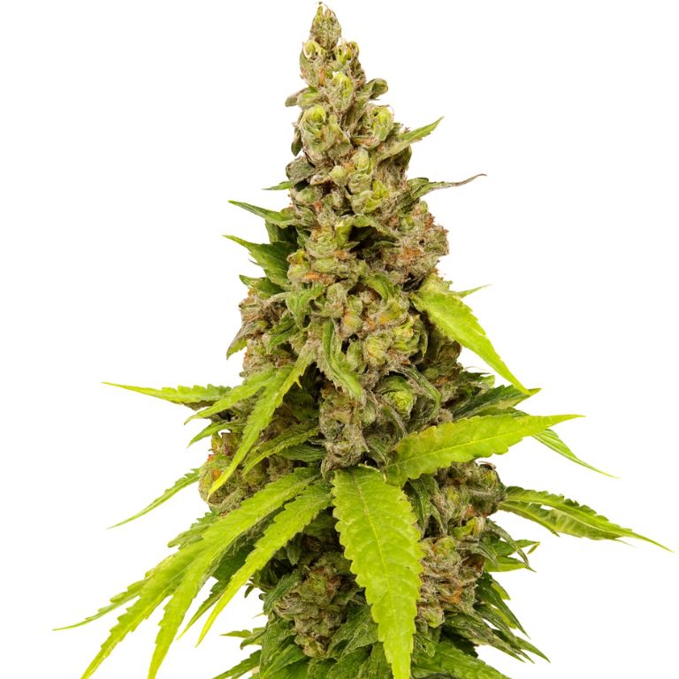 Apollo 13 cannabis seeds packaging — Royal King Seeds Australia