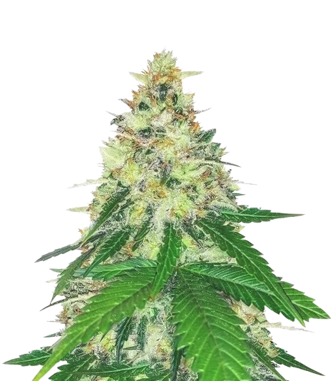 Apple Betty cannabis seeds packaging — Royal King Seeds Australia