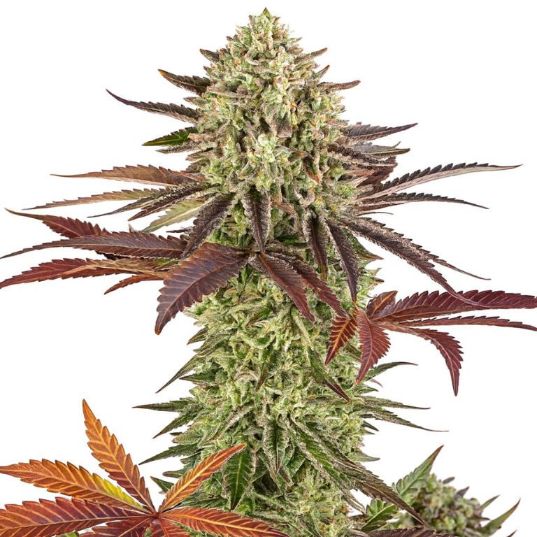 Apple Fritter cannabis seeds packaging — Royal King Seeds Australia