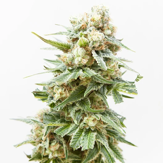 Arctic Sun cannabis seeds packaging — Royal King Seeds Australia