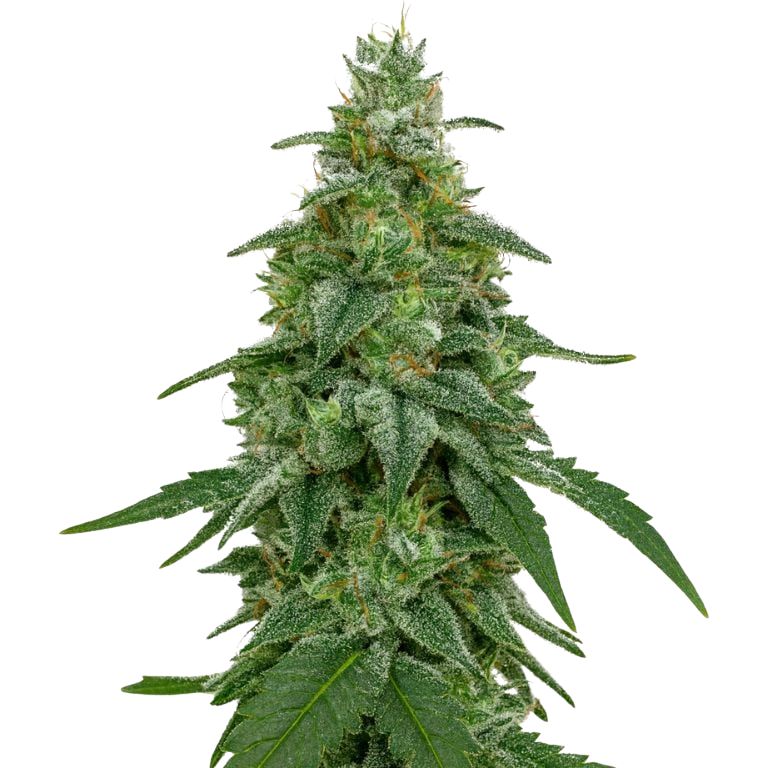 Area 51 cannabis seeds packaging — Royal King Seeds Australia