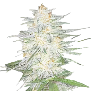 Aspen OG cannabis seeds packaging — Royal King Seeds Australia