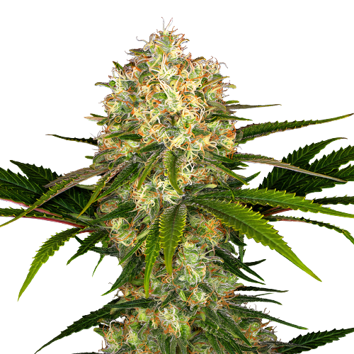 Athabasca cannabis seeds packaging — Royal King Seeds Australia
