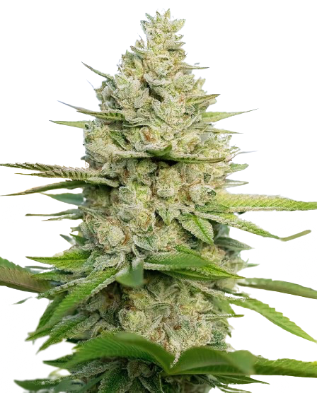 Atomic Northern Lights cannabis seeds packaging — Royal King Seeds Australia
