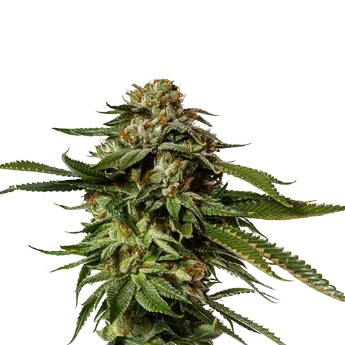 Aurora Borealis cannabis seeds packaging — Royal King Seeds Australia