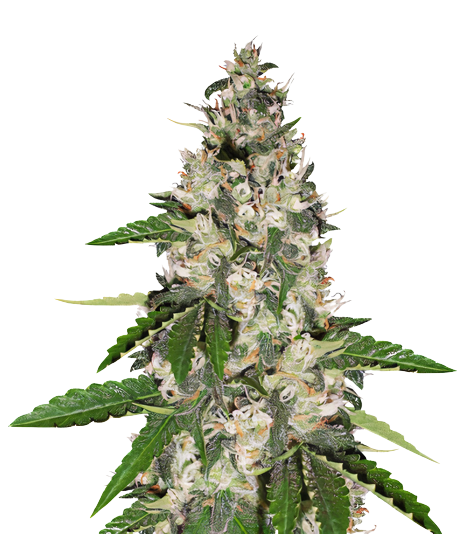 Aurora cannabis seeds packaging — Royal King Seeds Australia