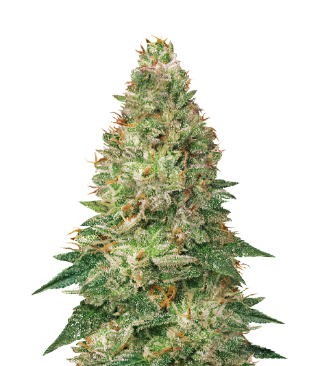 Avalon cannabis seeds packaging — Royal King Seeds Australia