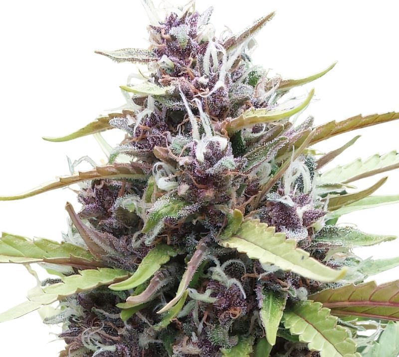 Ayahuasca Purple cannabis seeds packaging — Royal King Seeds Australia