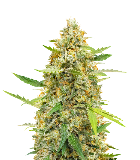 B-52 cannabis seeds packaging — Royal King Seeds Australia