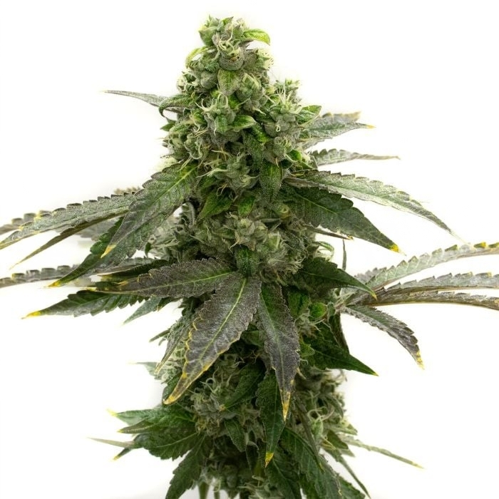 Badazz Cheese cannabis seeds packaging — Royal King Seeds Australia