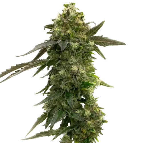 Badazz Rolex cannabis seeds packaging — Royal King Seeds Australia