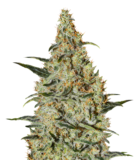 Bakerstreet cannabis seeds packaging — Royal King Seeds Australia