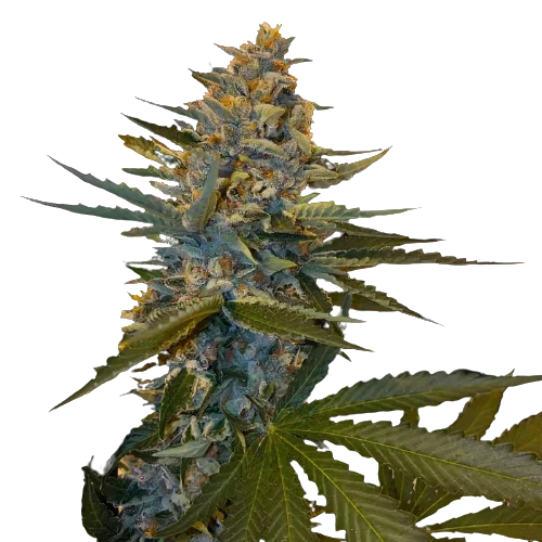 Banana Candy cannabis seeds packaging — Royal King Seeds Australia