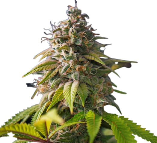 Banana Cream OG cannabis seeds packaging — Royal King Seeds Australia