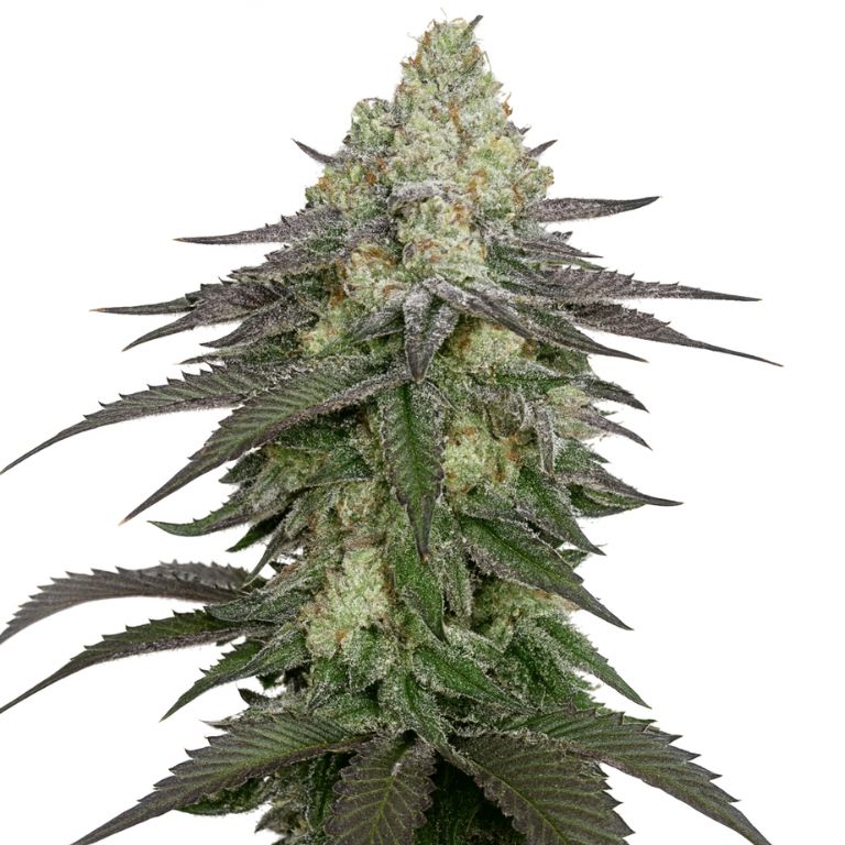 Banana Daddy cannabis seeds packaging — Royal King Seeds Australia