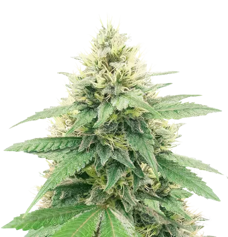 Banana Diesel cannabis seeds packaging — Royal King Seeds Australia