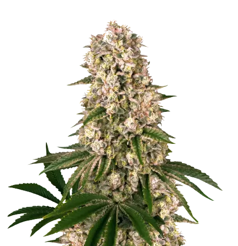 Banana Kush cannabis seeds packaging — Royal King Seeds Australia