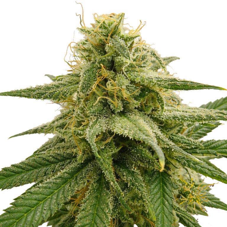 Banana OG cannabis seeds packaging — Royal King Seeds Australia