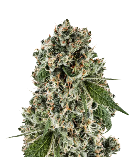 Bandana cannabis seeds packaging — Royal King Seeds Australia