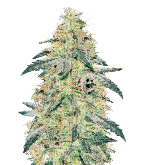 Barbara Bud cannabis seeds packaging — Royal King Seeds Australia
