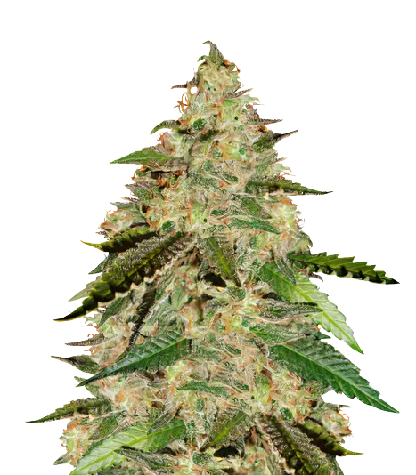 Bay 11 cannabis seeds packaging — Royal King Seeds Australia