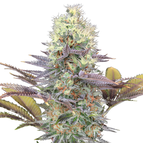 Bay Dream cannabis seeds packaging — Royal King Seeds Australia
