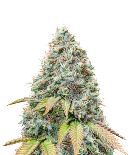 BCN Diesel CBD cannabis seeds packaging — Royal King Seeds Australia