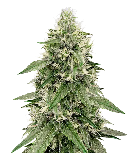 Bear Dance cannabis seeds packaging — Royal King Seeds Australia