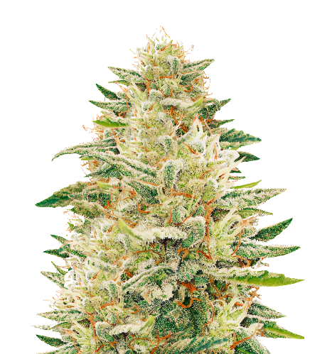 Bianca cannabis seeds packaging — Royal King Seeds Australia