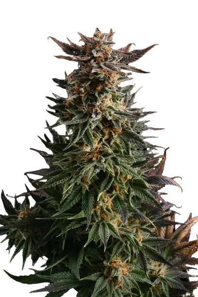 Big Band cannabis seeds packaging — Royal King Seeds Australia