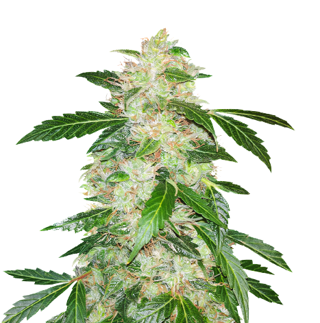 Big Bang cannabis seeds packaging — Royal King Seeds Australia