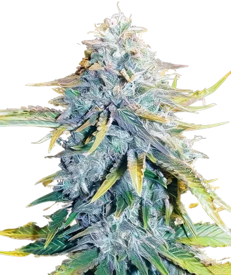 Big Blue cannabis seeds packaging — Royal King Seeds Australia