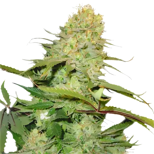 Big Buddha Cheese cannabis seeds packaging — Royal King Seeds Australia