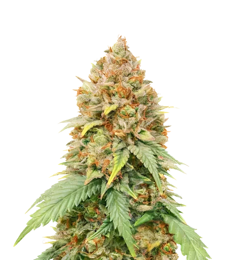 Big Cheese cannabis seeds packaging — Royal King Seeds Australia