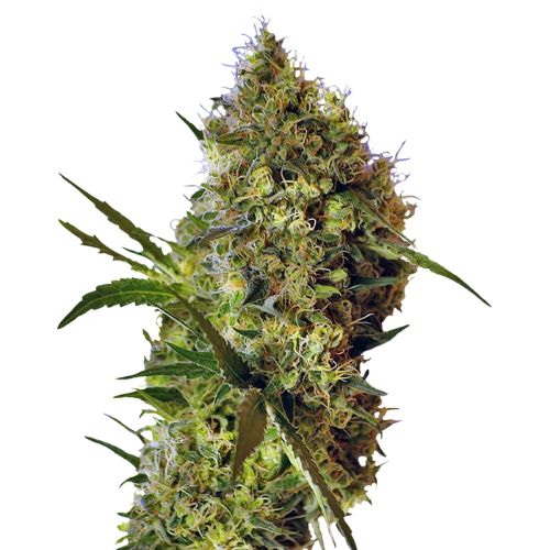 Big Devil cannabis seeds packaging — Royal King Seeds Australia
