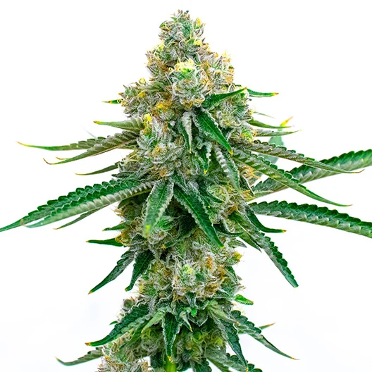 Big Kush cannabis seeds packaging — Royal King Seeds Australia