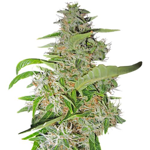 Big Smooth cannabis seeds packaging — Royal King Seeds Australia